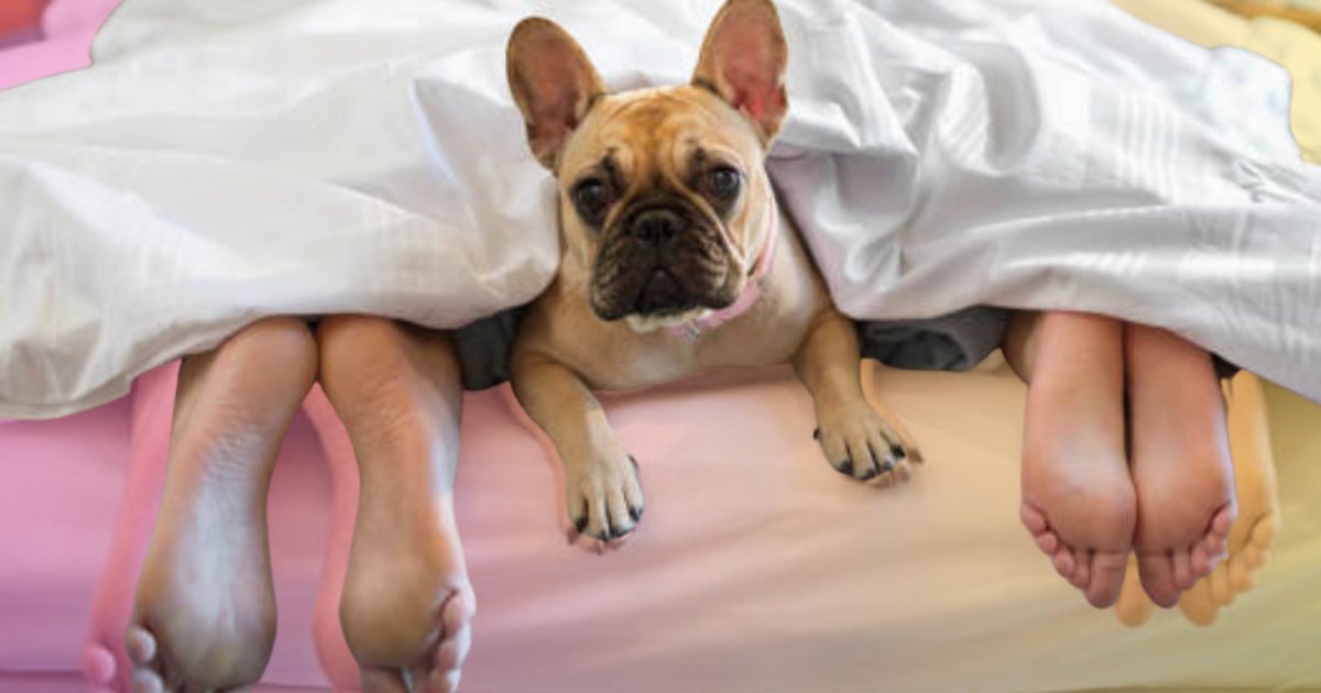 All the ways pets are killing our sex lives.