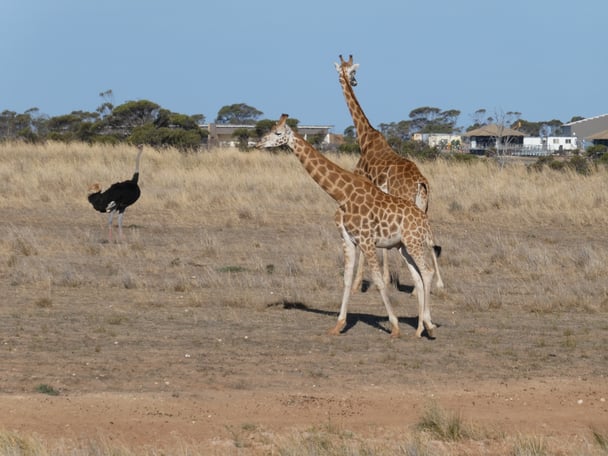 An ostrich hangs out with a pair of giraffes during the Dawn Safari at Monarto Safari Resort.