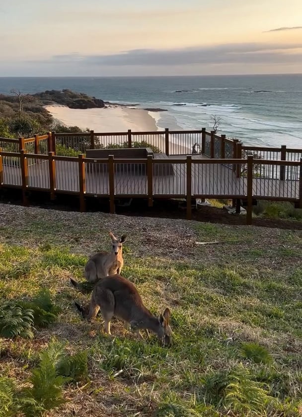 Kangaroos and wallabies at Redlands Coast.