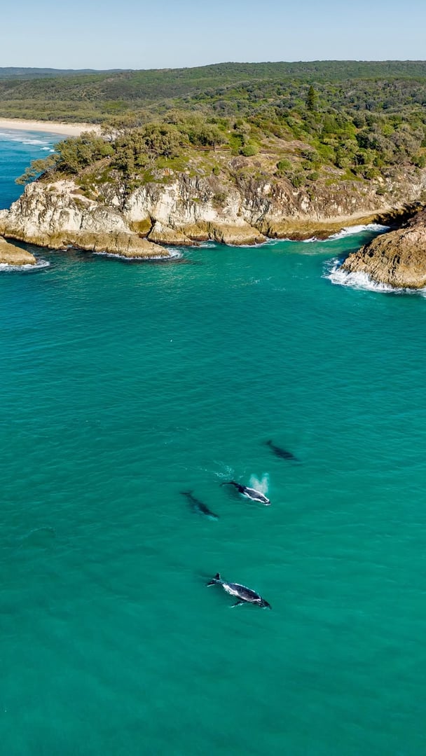 Whales swimming at North Stradbroke Island (Minjerribah).