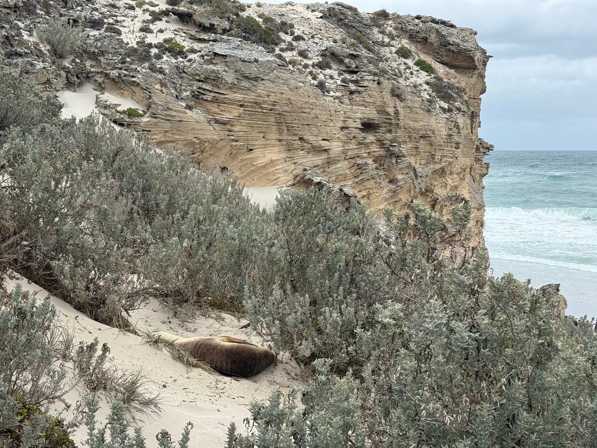 A sleepy sea lion resting at Seal Bay. 