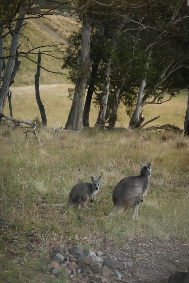 Wallabies in the wild.