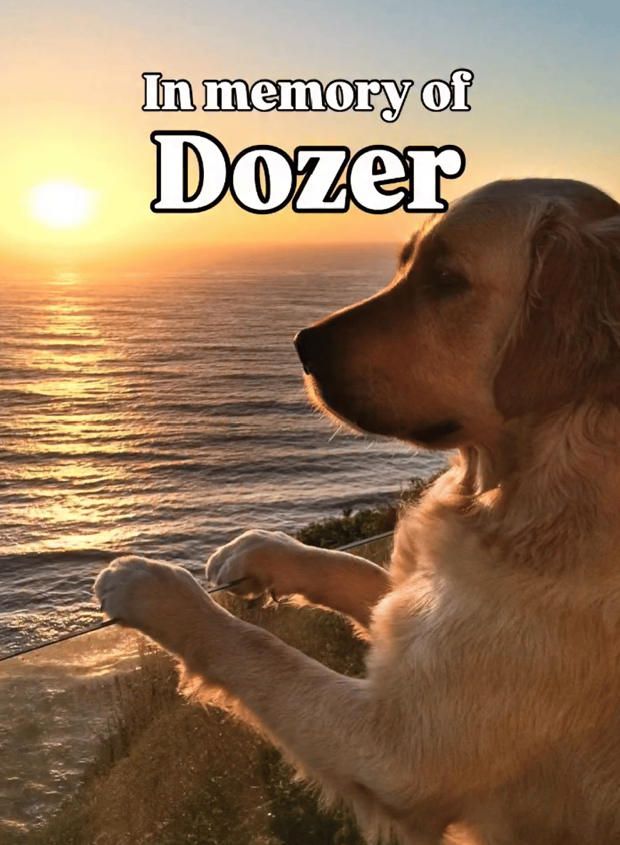 RecipeTin Eats' Dozer stares out at the ocean. The words 