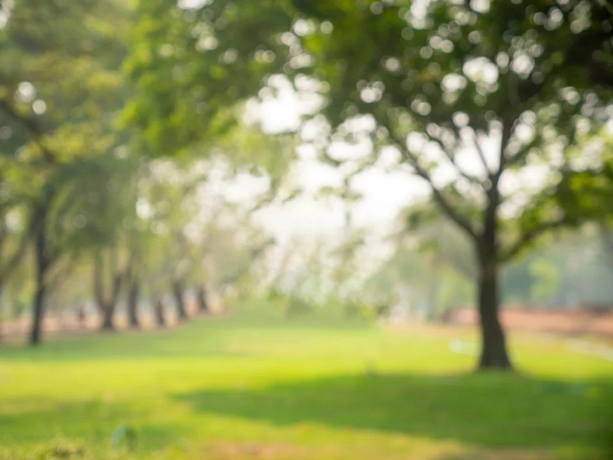 Abstract blurred leaves of tree in nature forest with sunny and bokeh light at public park background