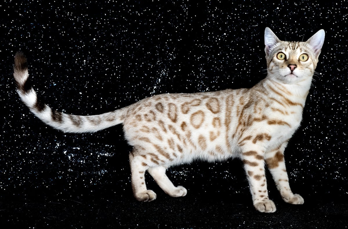 Bengal cat