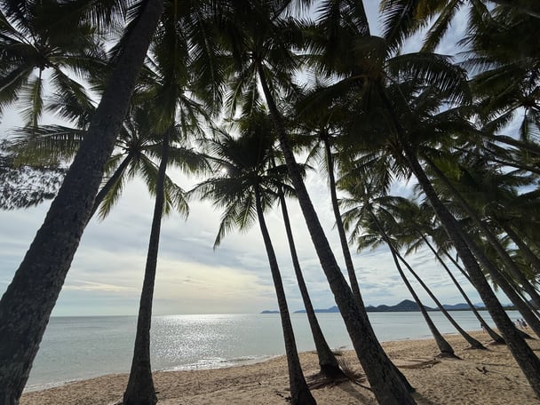 Palm trees overlooking the beach.