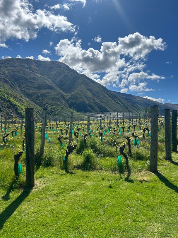 The vines in the Gibbston Valley Lodge.