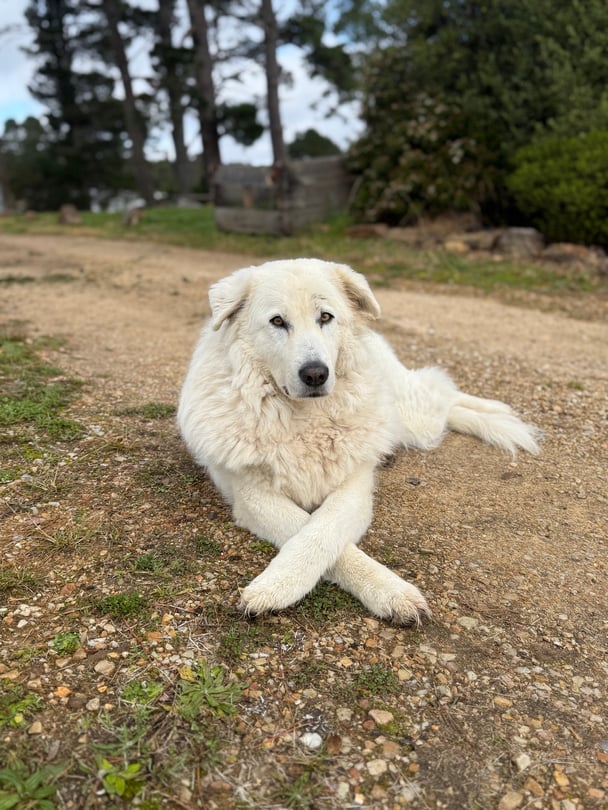Lottie the dog at The Machinery Shed at Logan Brae Orchard Blue Mountains.