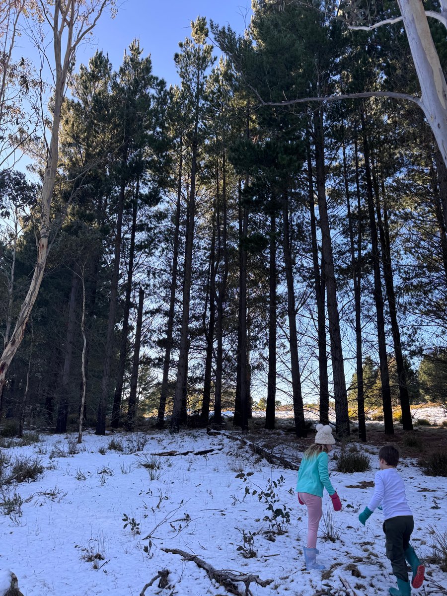 A young girl and boy play in a snowy forest.