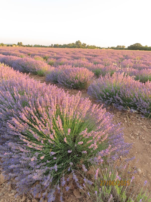 euro summer aix-en-provence south of france lavender fields