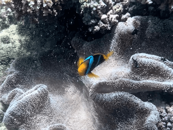 small tropical fish swimming amongst coral in Fiji
