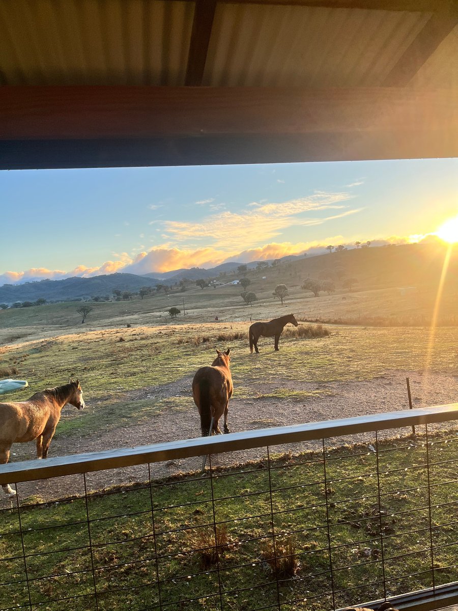 Morning view of horses grazing outside family farm stay accommodation in Mudgee.