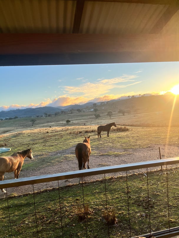 Morning view of horses grazing outside family farm stay accommodation in Mudgee.