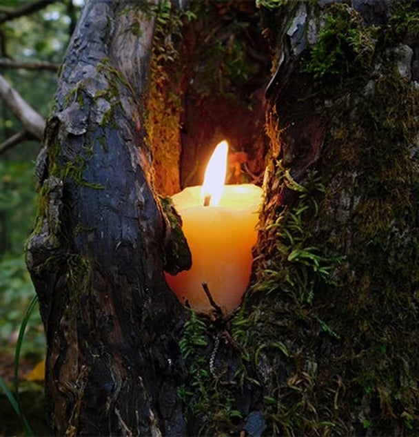 Picture of a candle in a tree.