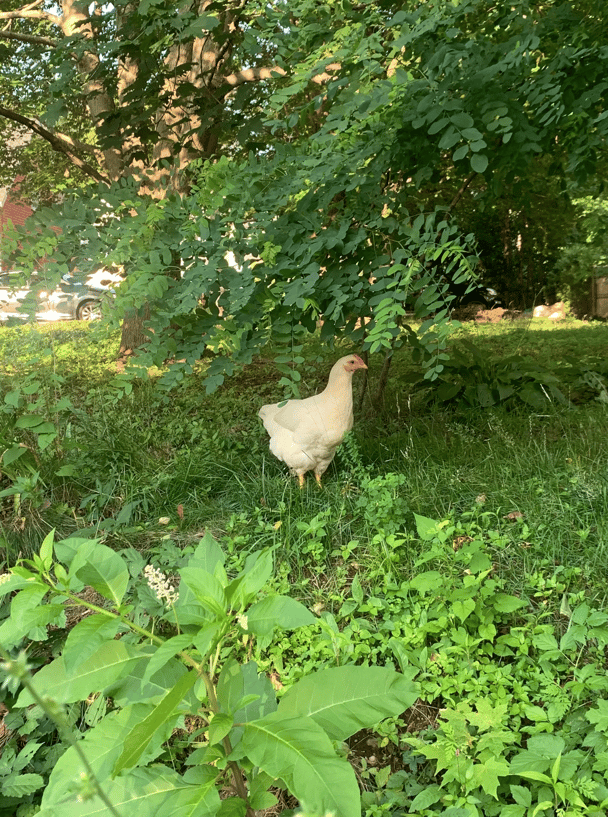 A white coloured bird stands among greenery.