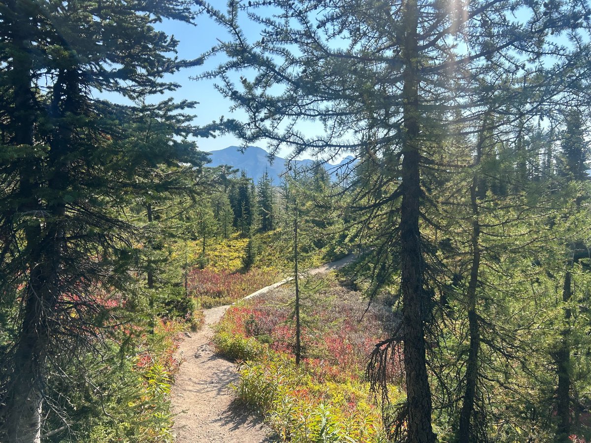 Hiking trail at Sunshine Meadows surrounded by trees.