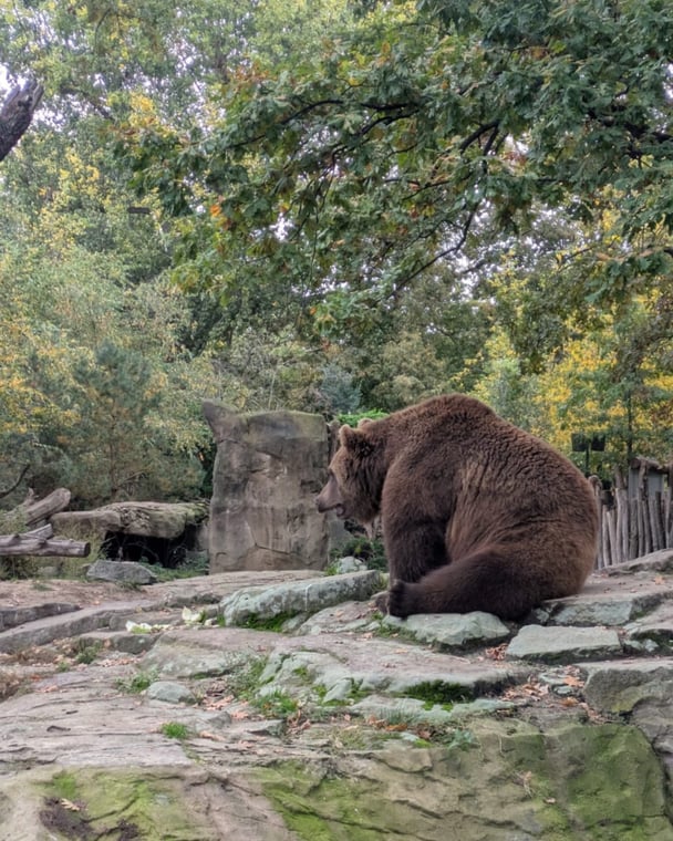 Brown bear at the Berlin Zoo