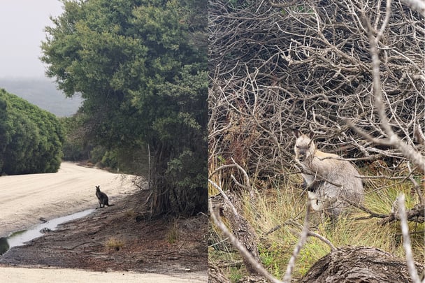 Bennett's wallabies spotted on Flinders Island.