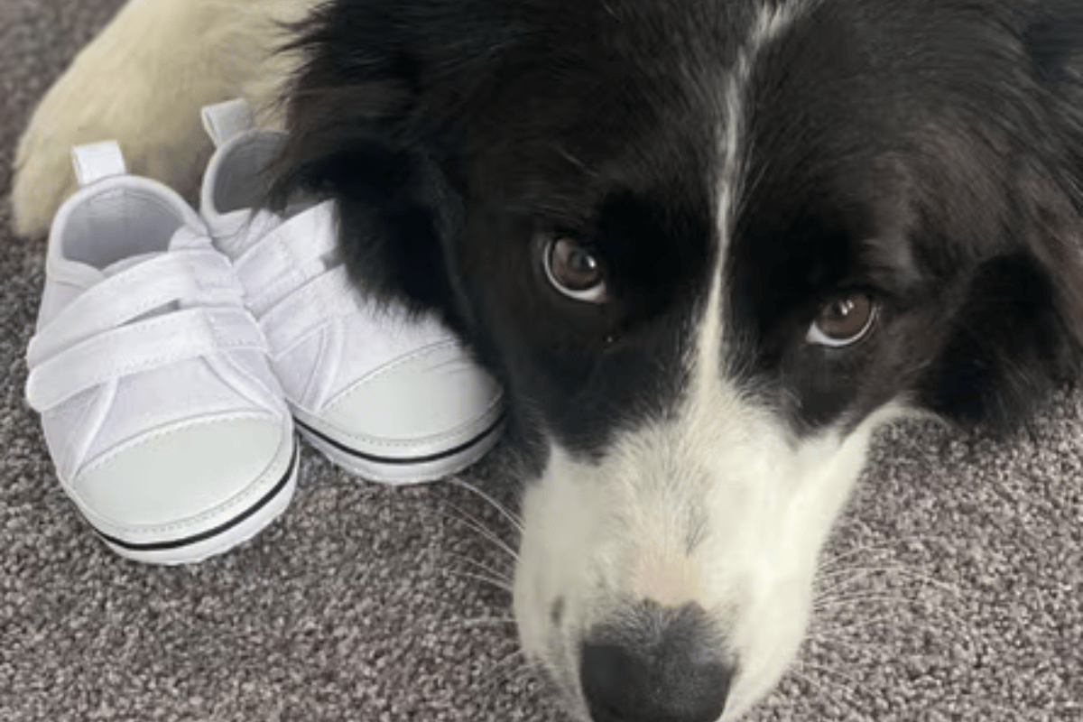 Origi poses with some little baby shoes. to announce Ash Barty's first pregnancy. 