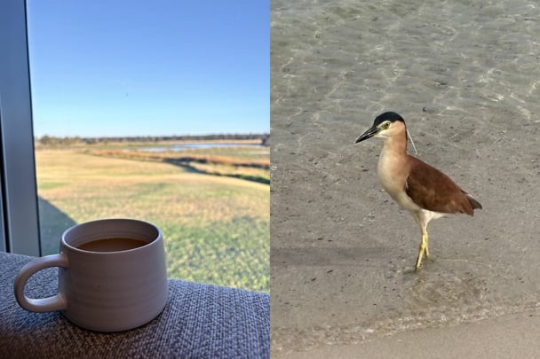Split image of a cup of coffee next to a window and a photo of a heron.