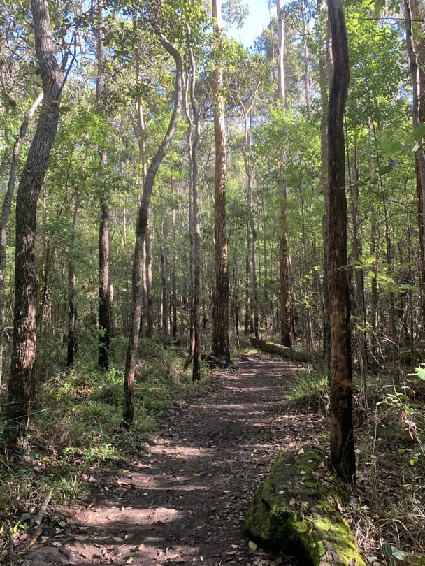 A bush trail at Castle Rock.