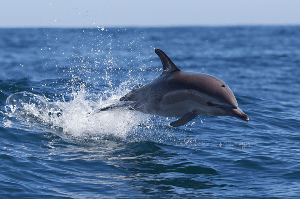 A singular dolphin swims through the water to perform a jump in the air.