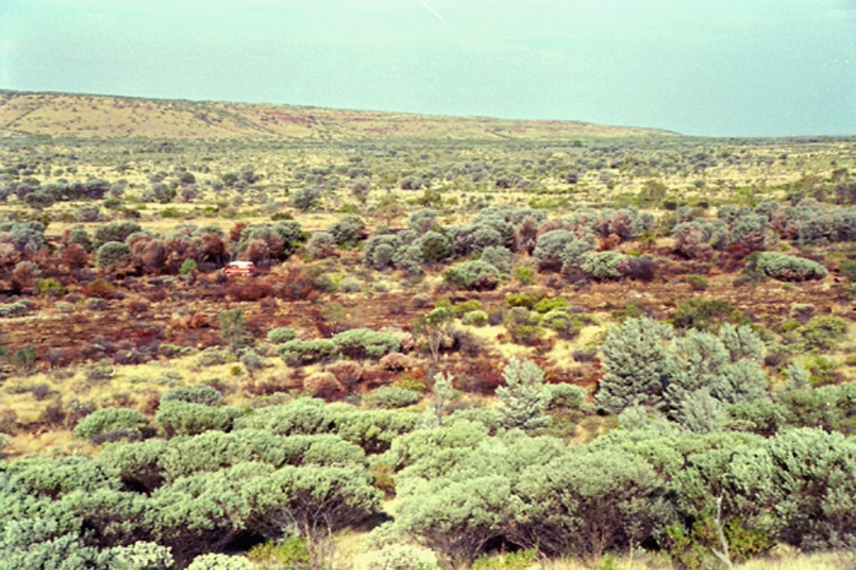 The scrub where Peter Falconio and Joanne Lees were allegedly assaulted. 
