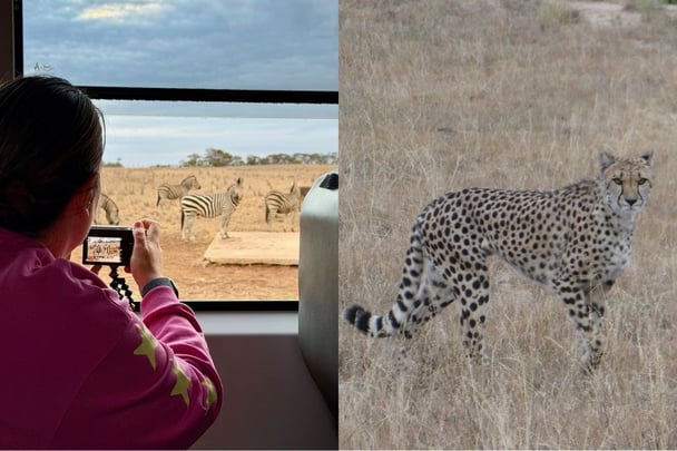 A girl takes photos on a Dawn Safari at Monarto Safari Resort, and a close-up image of a leopard.