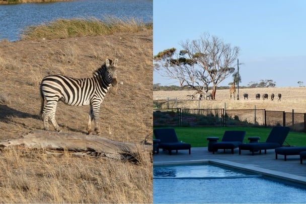 The incredible sights from the room balcony and from the hotel pool at Monarto Safari Resort.