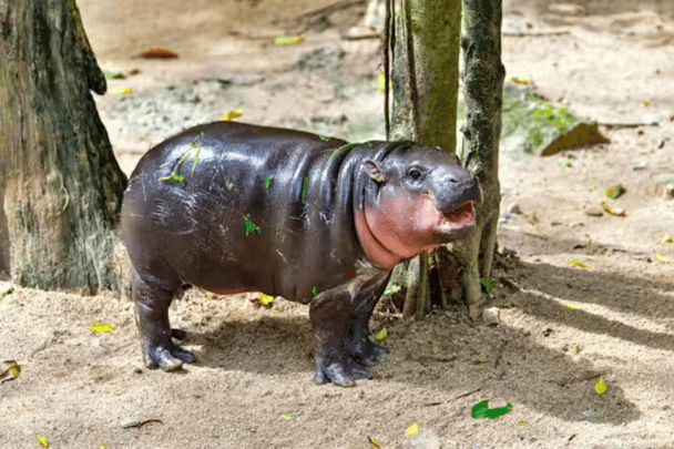 An image of a baby pygmy hippo who went viral online called Moo Deng. She's like a tiny hippo and is very moist and wet.