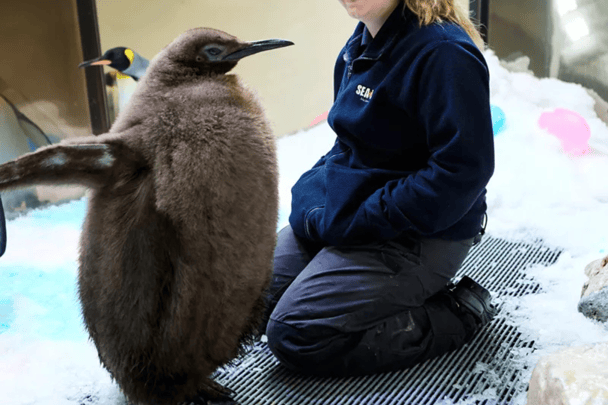 An image of a baby penguin that is surprisingly very large and fluffy and brown. His name is Pesto and he lives in Sea Life Aquarium in Melbourne.