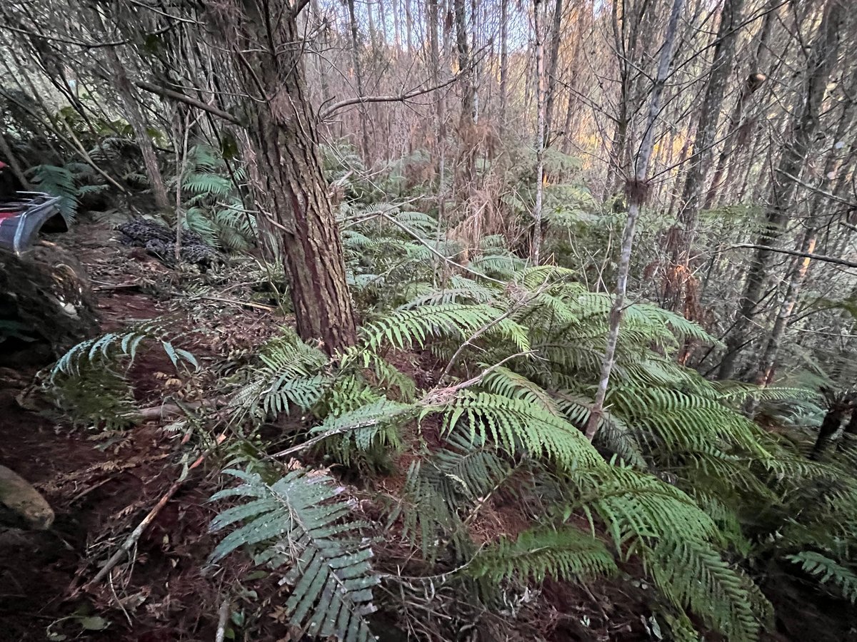 An image of the makeshift campsite where Tom Phillips and his children were hiding.