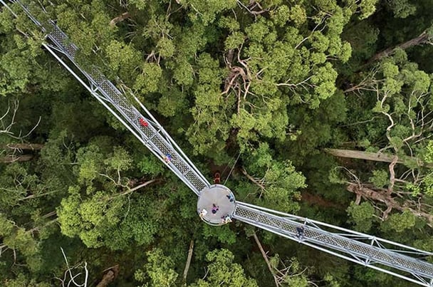 Valley of the Giants treetop walk in Tingledale.